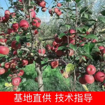 四川盐源精品红将军糖心苹果，口感好、香脆可口货源充足