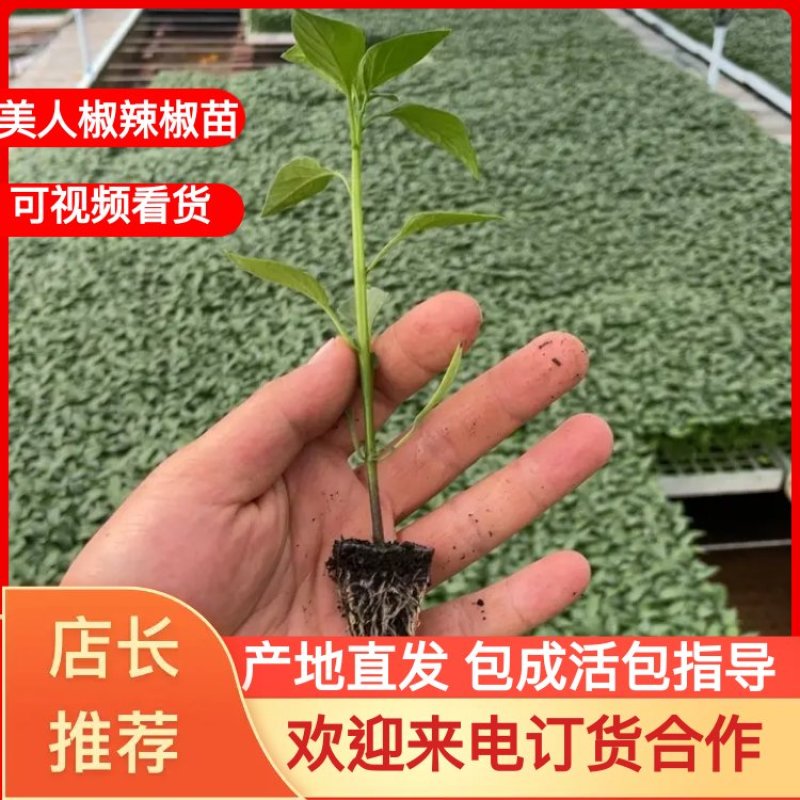 【推荐】美人椒辣椒苗基地直供，产量高抗病好欢迎来电订购
