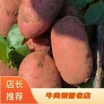 精品红皮土豆:合作88、雪川红、青薯九号，质优价廉