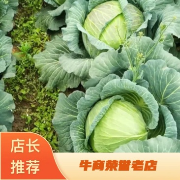 《推荐》甘蓝扁包菜有货价格便宜，产地直发，支持全国发货