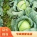 《推荐》甘蓝扁包菜有货价格便宜，产地直发，支持全国发货