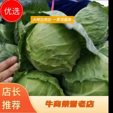 【热卖】甘蓝河北邯郸优质甘蓝大量上市鲜货供应实力代办