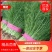 【热卖】茴香河北优质茴香一手货源，代办鲜货供应，量大优惠