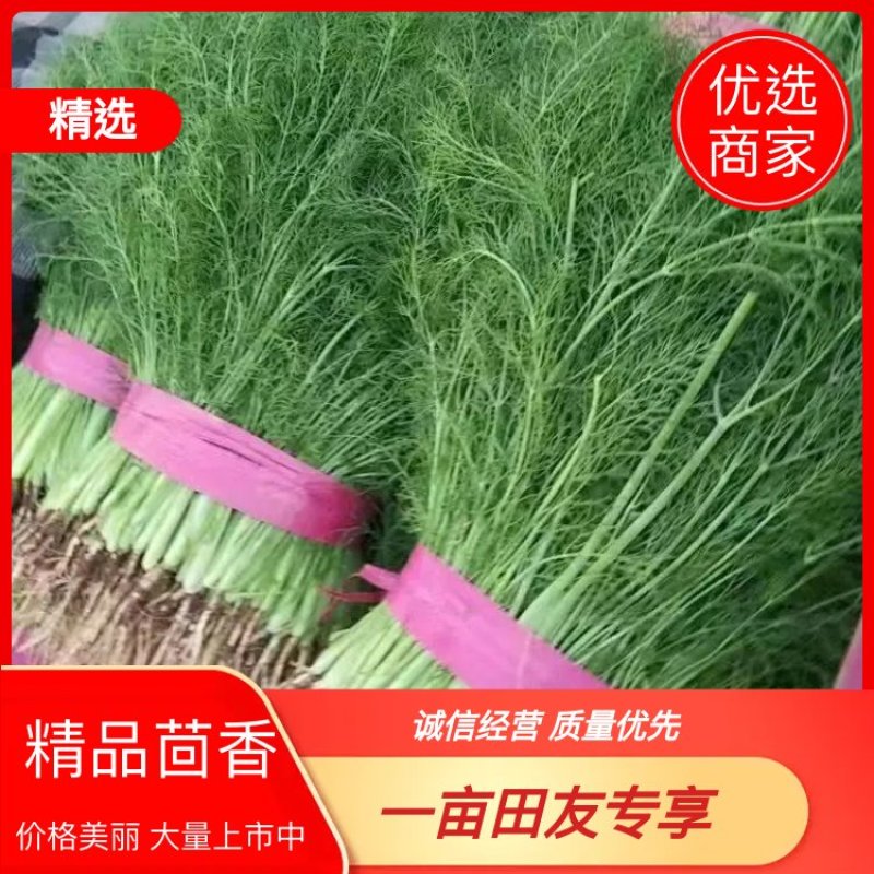 【热卖】茴香河北优质茴香一手货源，代办鲜货供应，量大优惠
