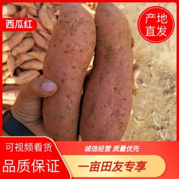 【红薯】精品西瓜红现挖现发可视频看货欢迎咨询