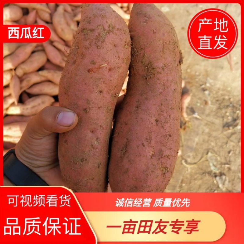 【红薯】精品西瓜红现挖现发可视频看货欢迎咨询