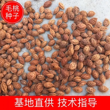 s2025年鲜毛桃种子，发芽率高，产地直供！！！