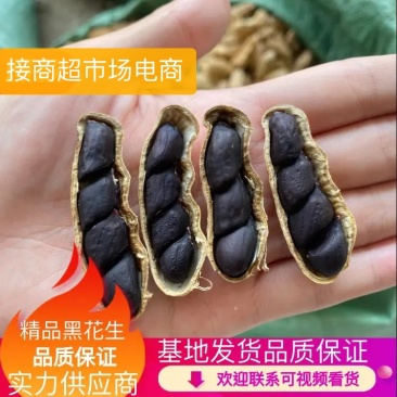 云南带壳黑花生机器挑选饱满度百分之九十以上长期供应