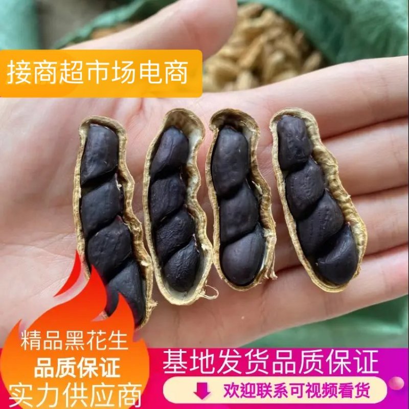 云南带壳黑花生机器挑选饱满度百分之九十以上长期供应