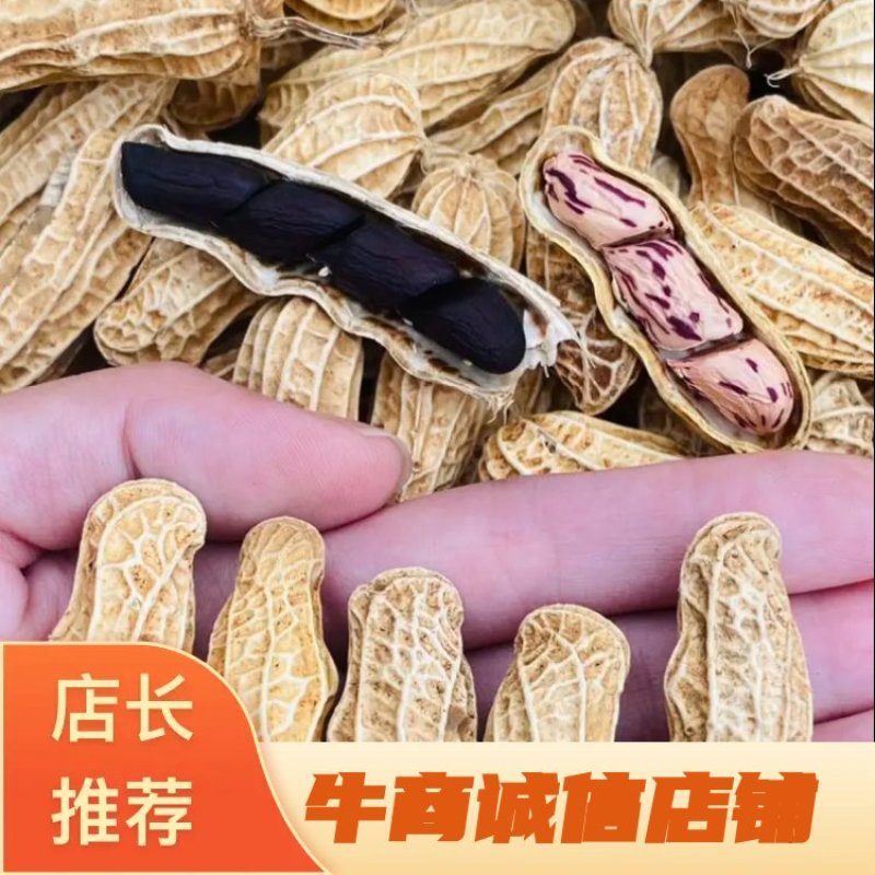 云南黑皮花生七彩花生一手货源长期供应品质保证