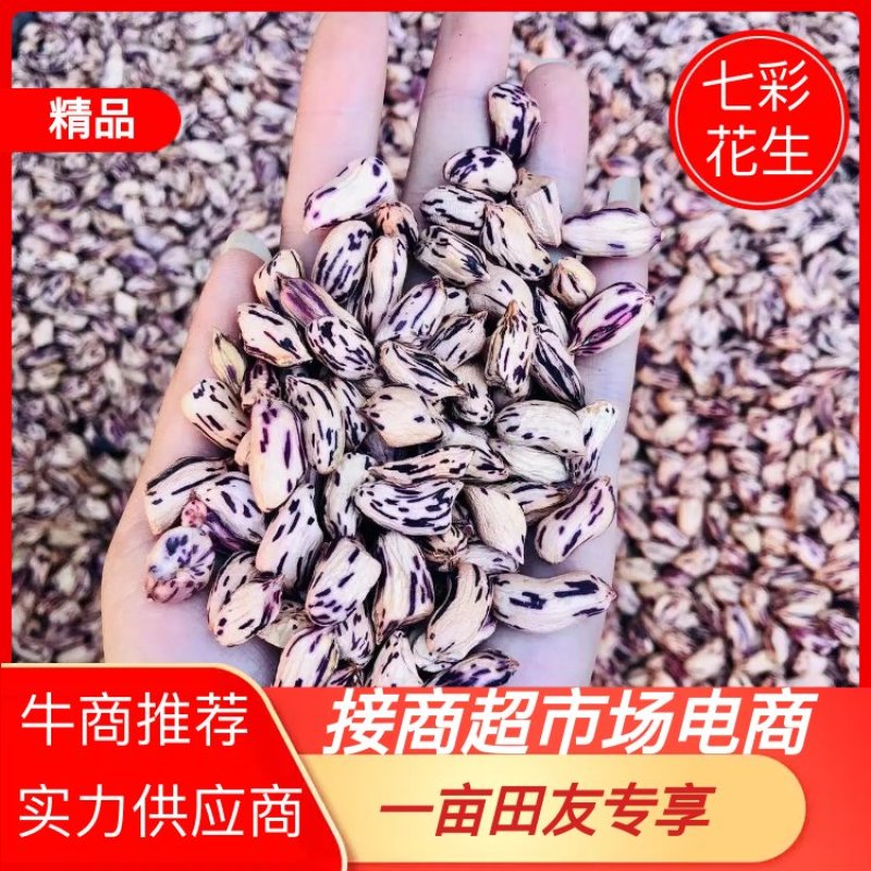 云南七彩黑皮花生七彩花生米黑皮花生米长期供应