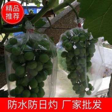 安徽玲鼎果袋厂家销售全透明微孔套袋透光透气着色好