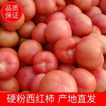 【西红柿】河北硬粉西红柿产地直发可视频看货欢迎咨询