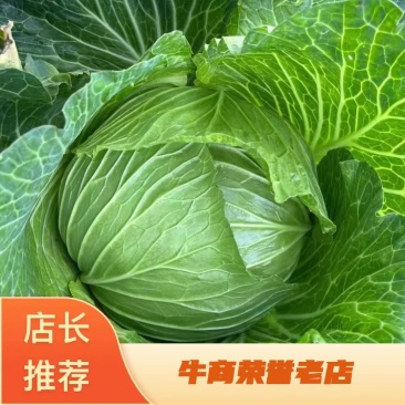 甘蓝，菜宣，个头大小均匀，颜色绿，有需要的可以联系我。