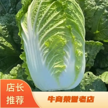 黄心大白菜，心黄，单颗重4到6斤，大量，有需要的可以联系