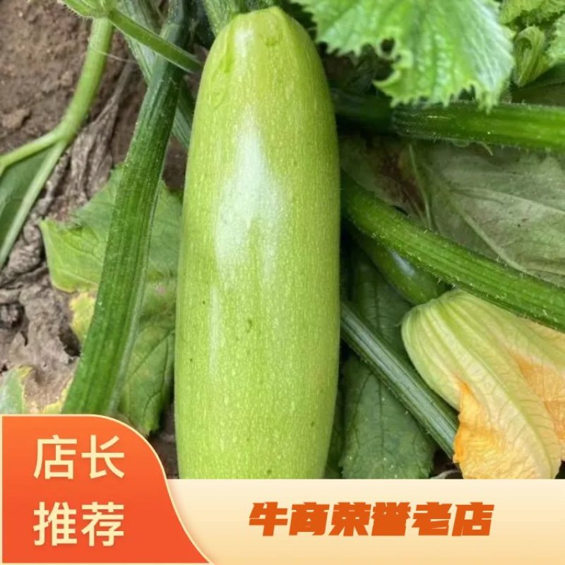西葫芦，量大，有亮度，个头大小均匀，有需要的可以联系我。