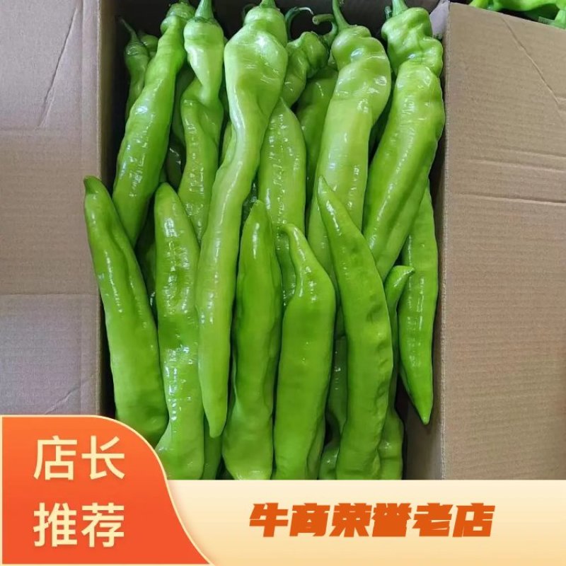 尖椒，条直，量大，有亮度，有需要的可以联系我。