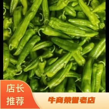 尖椒，量大，条直，有亮度，有需要的可以联系我。