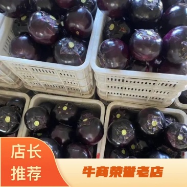 圆茄，量大，有亮度，个头大小均匀，有需要的可以联系