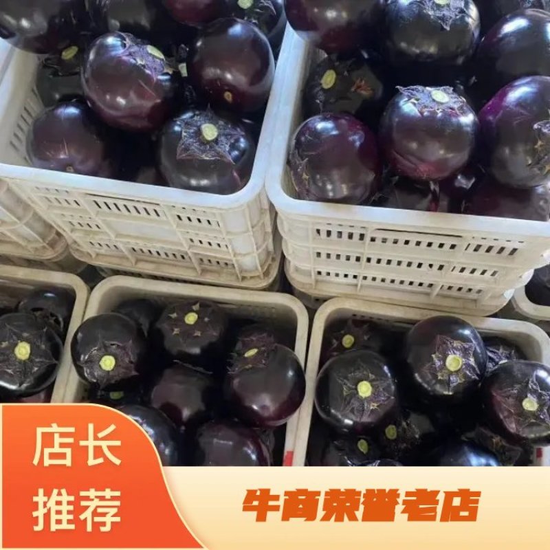 圆茄，量大，有亮度，个头大小均匀，有需要的可以联系