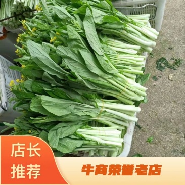 嫩菜心甜菜心大量上市，全国供货，一手货源，欢迎前来采购
