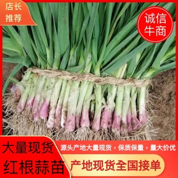 红根蒜苗,蒜苗已上市，大量现货，颜色鲜绿，量大价优