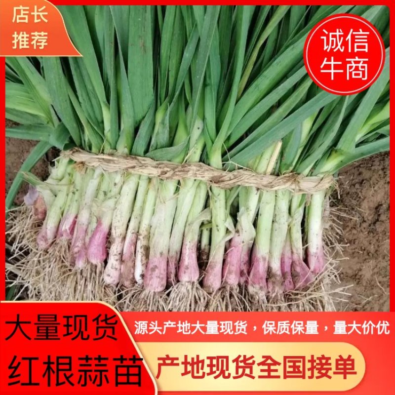 红根蒜苗,蒜苗已上市，大量现货，颜色鲜绿，量大价优