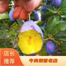 自家苗圃西梅李李子苗，糖份可达24个以上，栽植第三年挂果