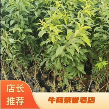 【基地发】苍溪蜂糖李子苗嫁接苗基地直供批发量大品质保证