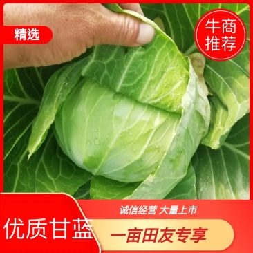 【精品】甘蓝，千亩基地直发，质量保证，全国发货