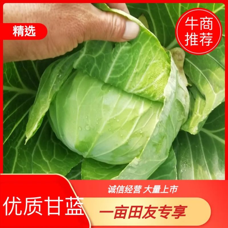 【精品】甘蓝，千亩基地直发，质量保证，全国发货