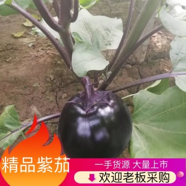 【热卖】🔥茄子🔥精品紫光圆茄，品质好，货源充足欢迎合作