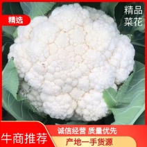 【优选】高品质菜花白花菜一手货源全国发货，量大从优