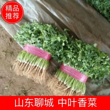 【香菜中叶铁杆青香菜现挖现发保证新鲜】