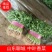 【香菜中叶铁杆青香菜现挖现发保证新鲜】
