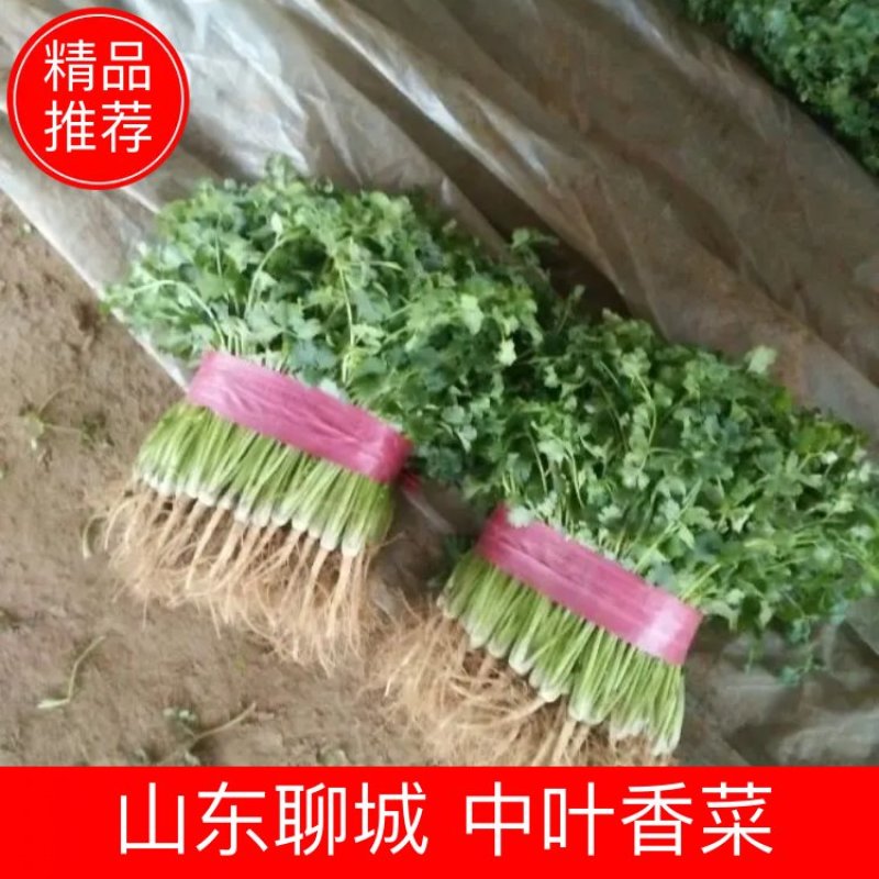 【香菜中叶铁杆青香菜现挖现发保证新鲜】