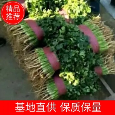 《山东聊城中叶香菜保质保量，一手货源支持各种包装》