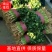 《山东聊城中叶香菜保质保量，一手货源支持各种包装》