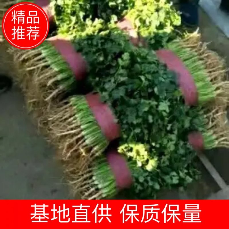 《山东聊城中叶香菜保质保量，一手货源支持各种包装》