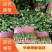 【香菜聊城中叶香菜保质保量，一手货源，欢迎采购，】