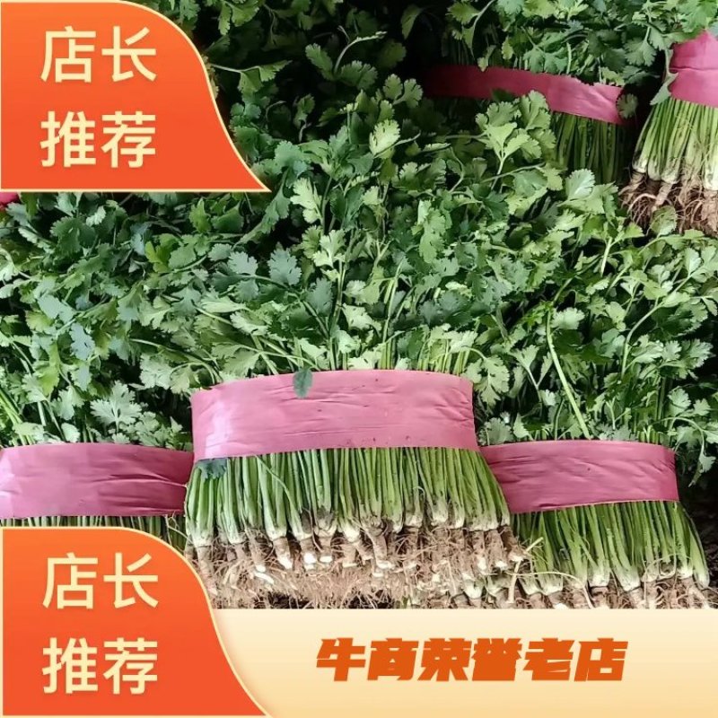 【香菜聊城中叶香菜保质保量，一手货源，欢迎采购，】
