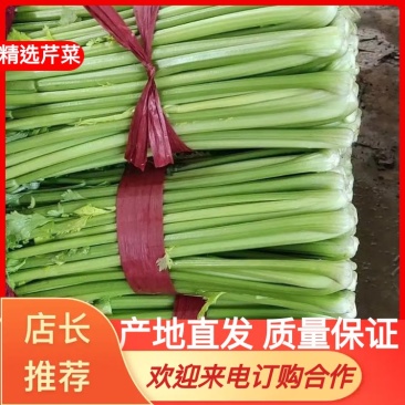 精品芹菜上市，产地直发，新鲜采摘，欢迎各地商客联系