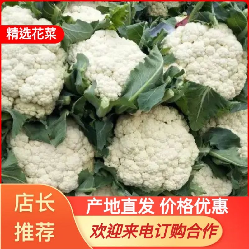 有机花菜大量上市，产地直发，新鲜采摘，欢迎各地客商联系
