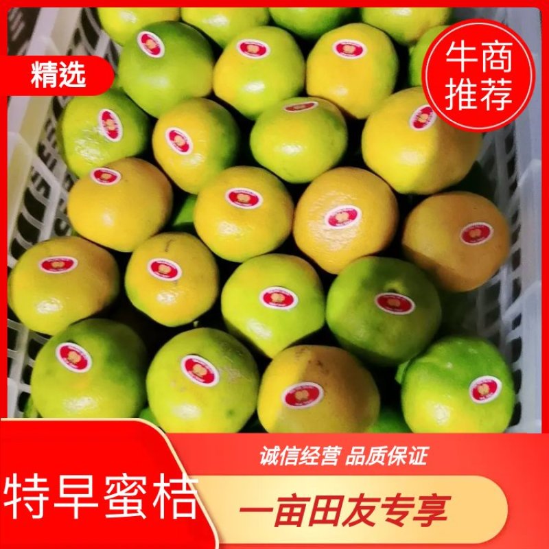 湖北宜昌特早蜜橘自家种植皮薄肉甜保质保量看货论价