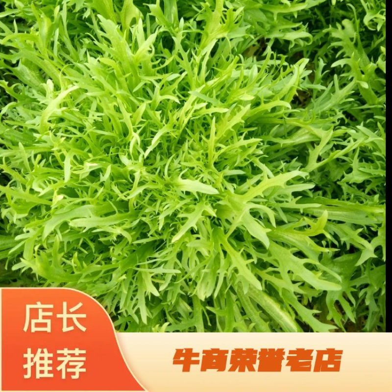 【推荐】AA精品苦菊，小叶黄心优质叶菜大量供应一手货