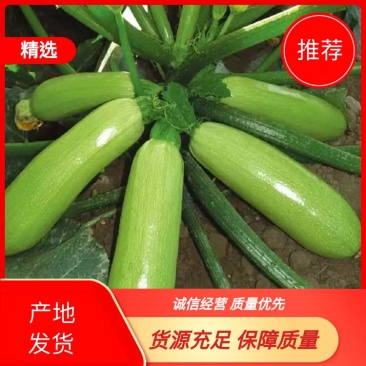 山东潍坊青州精品西葫芦大量上市产地直供货量大规格齐全耐运输