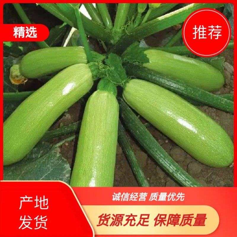 山东潍坊青州精品西葫芦大量上市产地直供货量大规格齐全耐运输