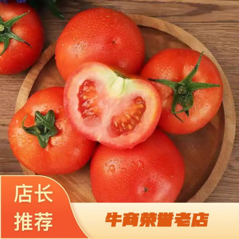 茄果类西红柿质量好大量供应中现摘现发欢迎采购