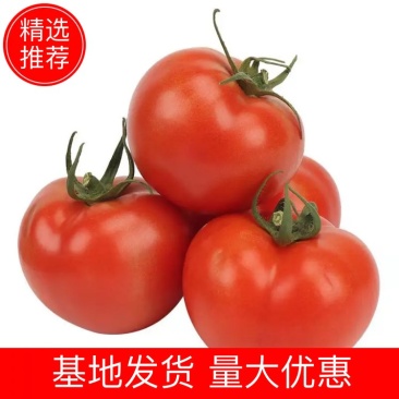 【西红柿】硬粉西红柿大量上市产地直供欢迎采购