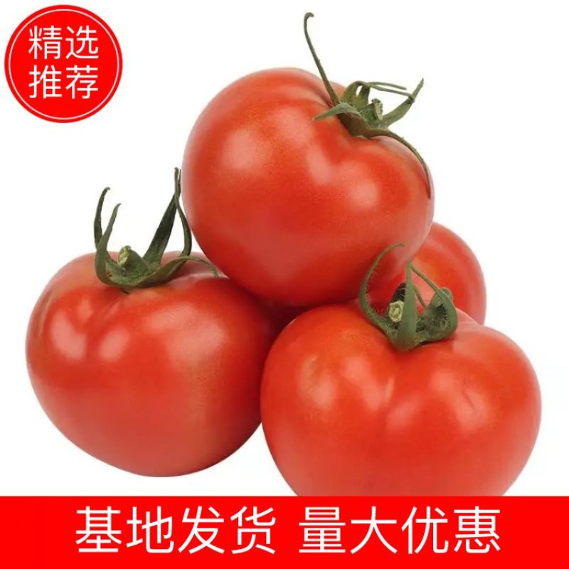 【西红柿】硬粉西红柿大量上市产地直供欢迎采购